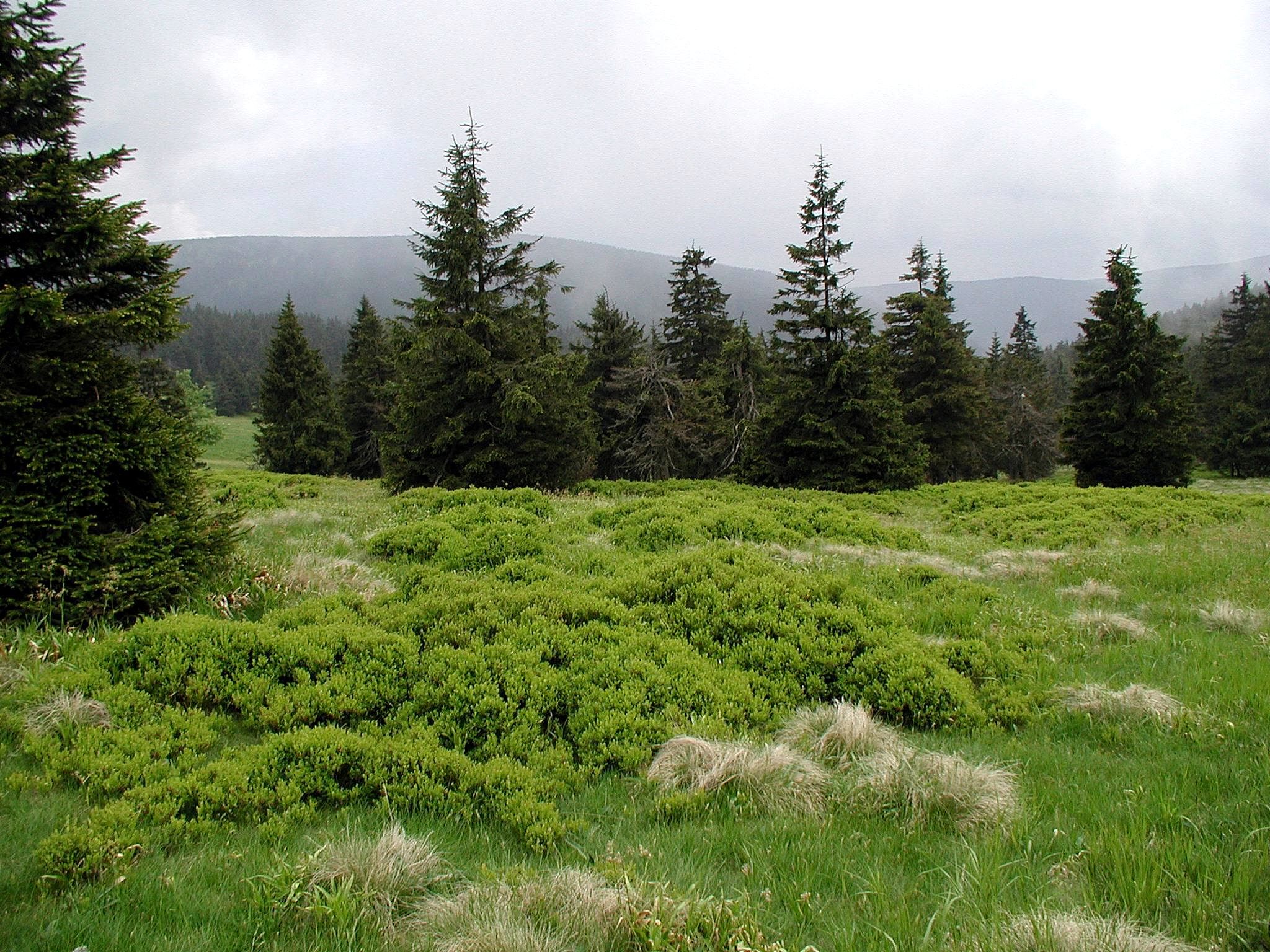Mountain pasture