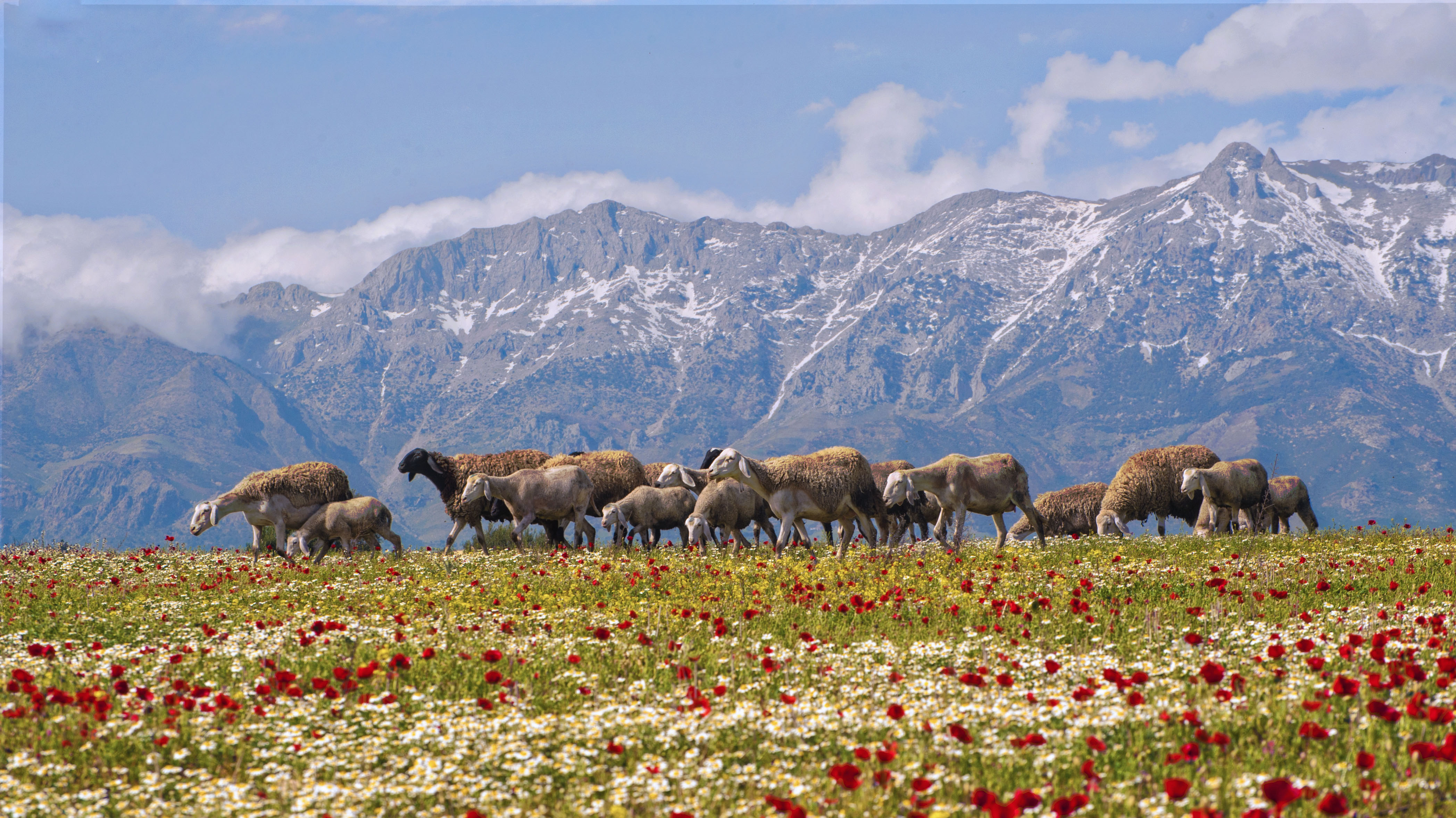 Moutons en plein nature