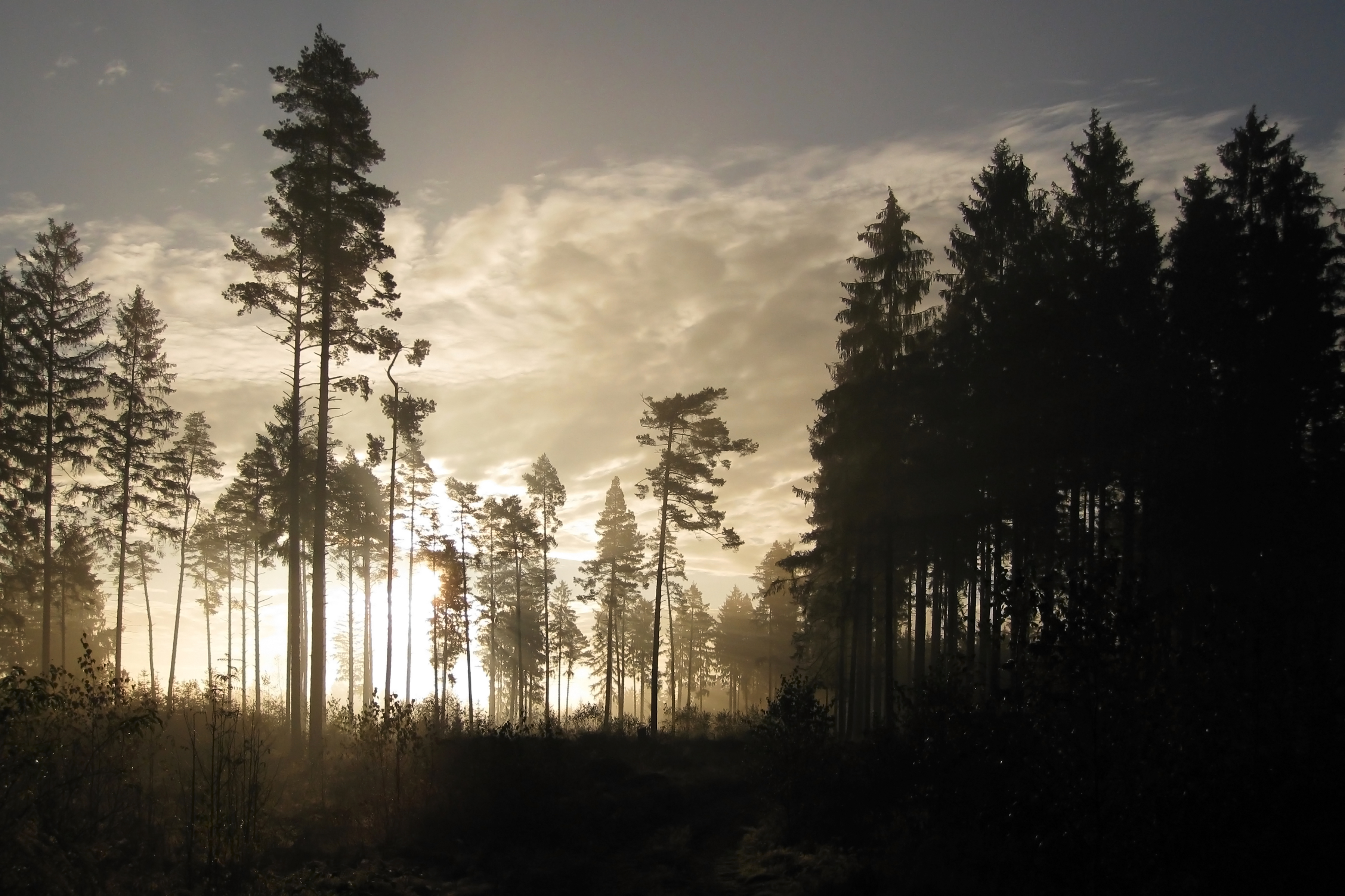 Mystischer Sonnenaufgang im nördlichen Waldviertel
