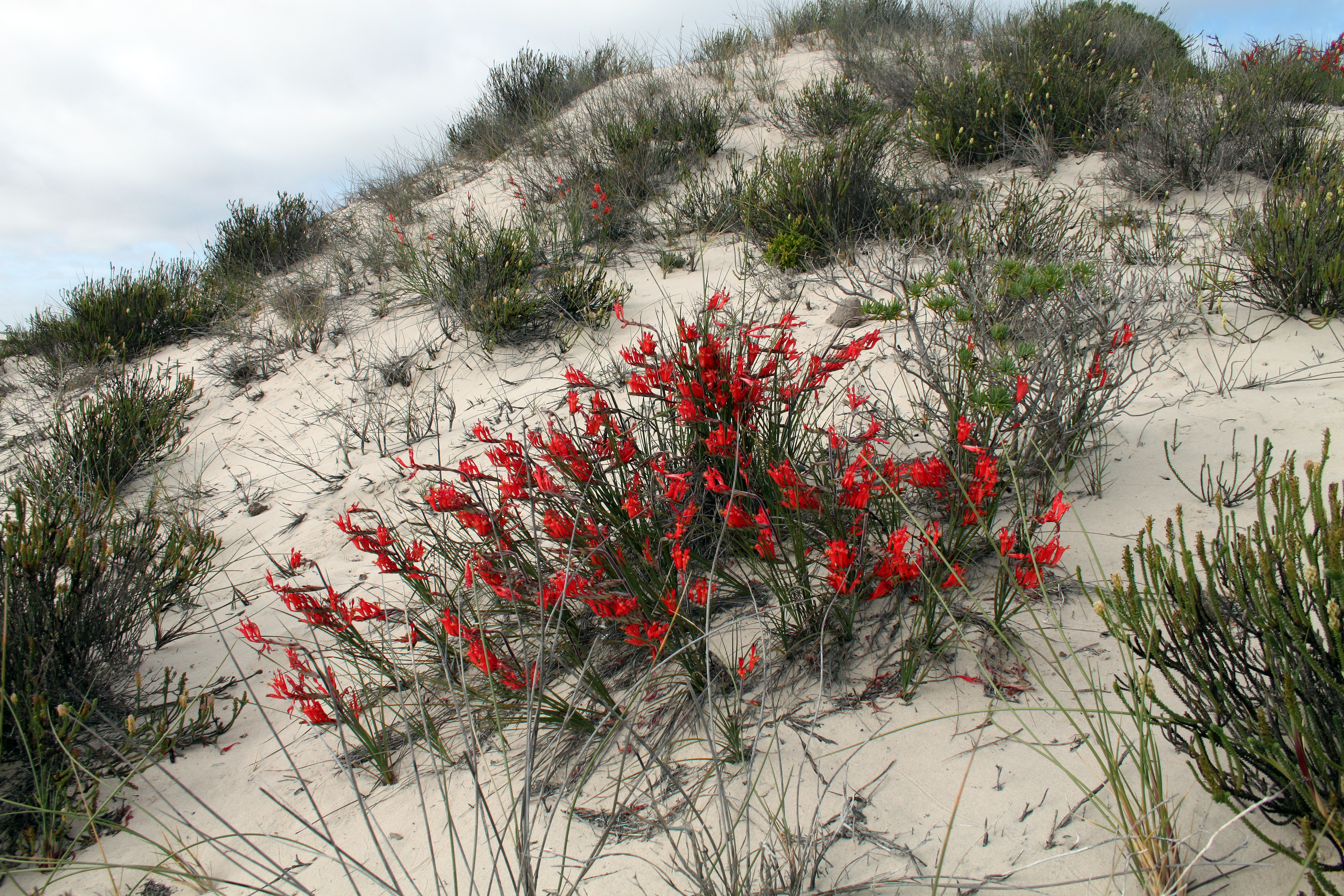 Namaqualand, Northern Cape, South Africa (10466868513)