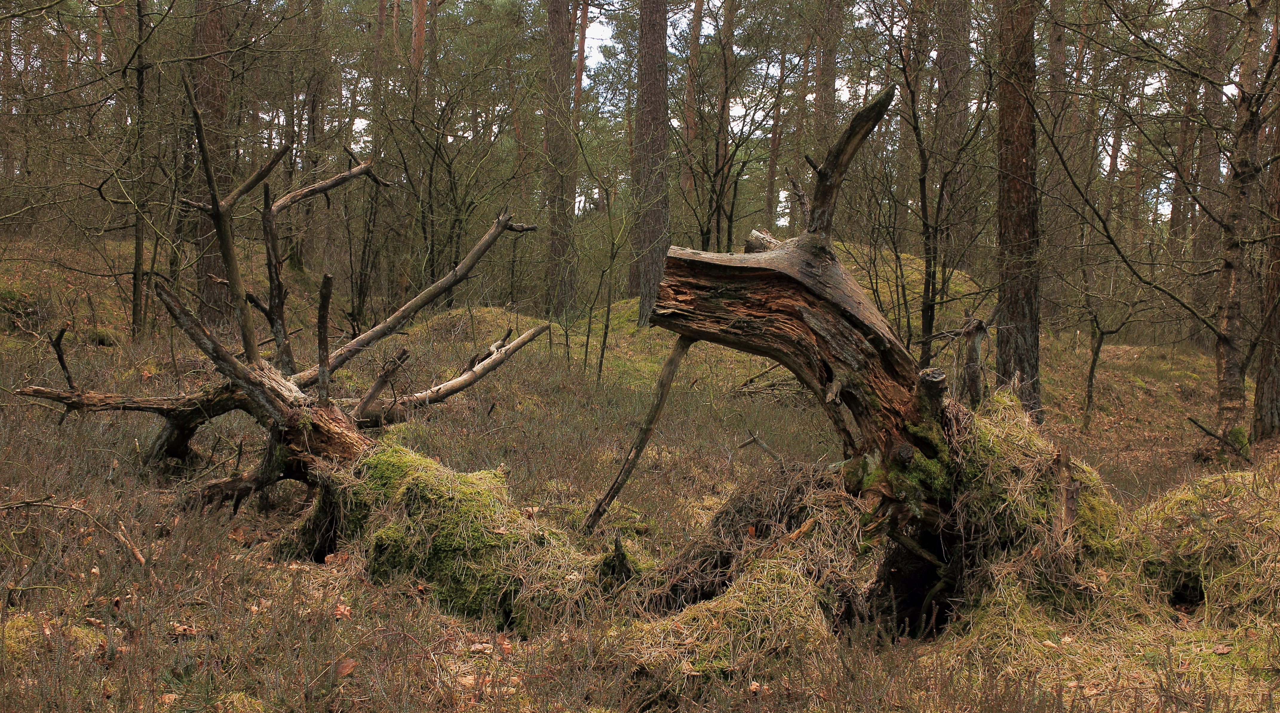 Nationaal Park Drents-Friese Wold. Locatie Dieverzand 003