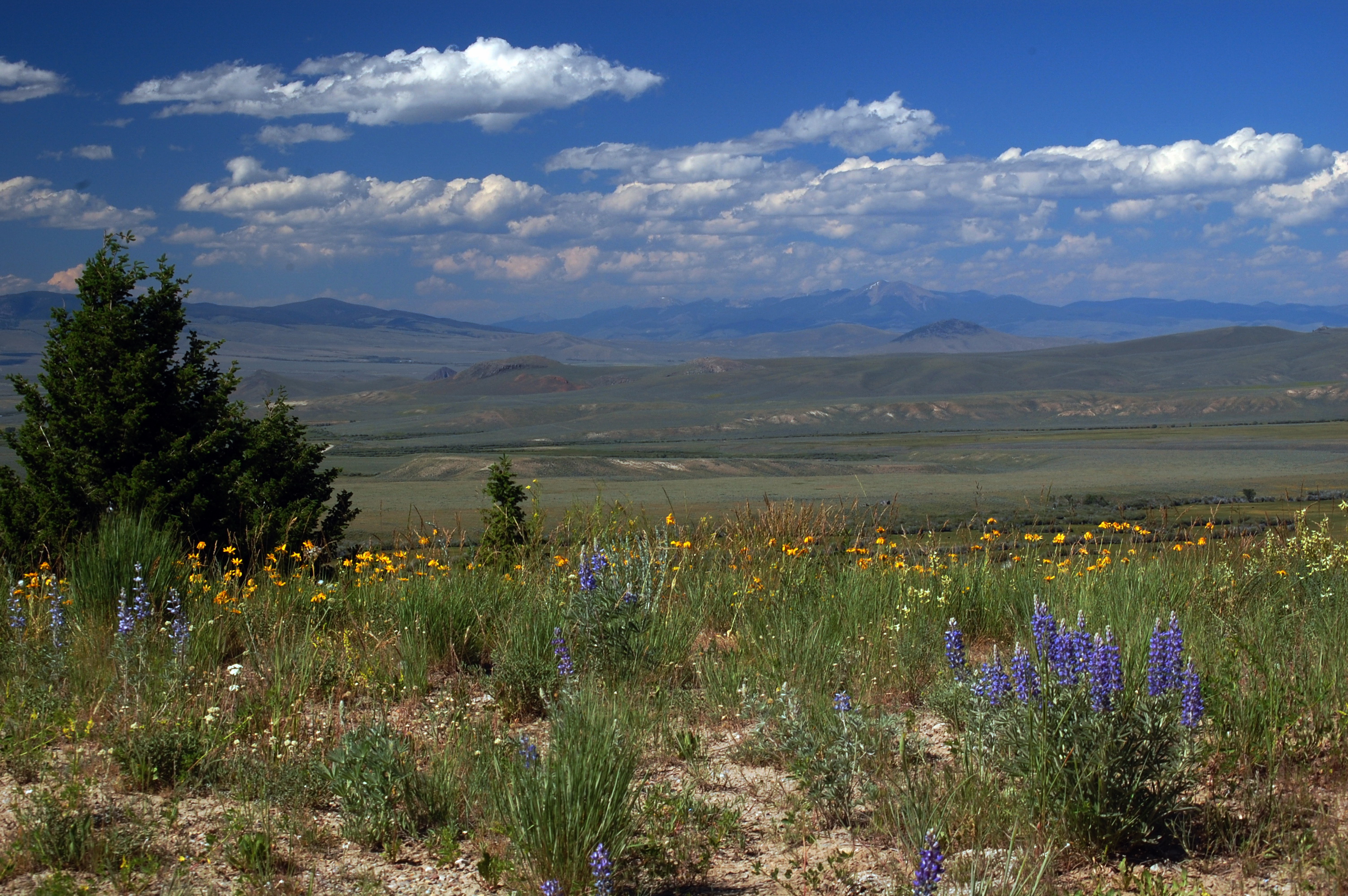 Near-bannok-pass-sw-montana-july-2010-roger-peterson-011 (6096791429)
