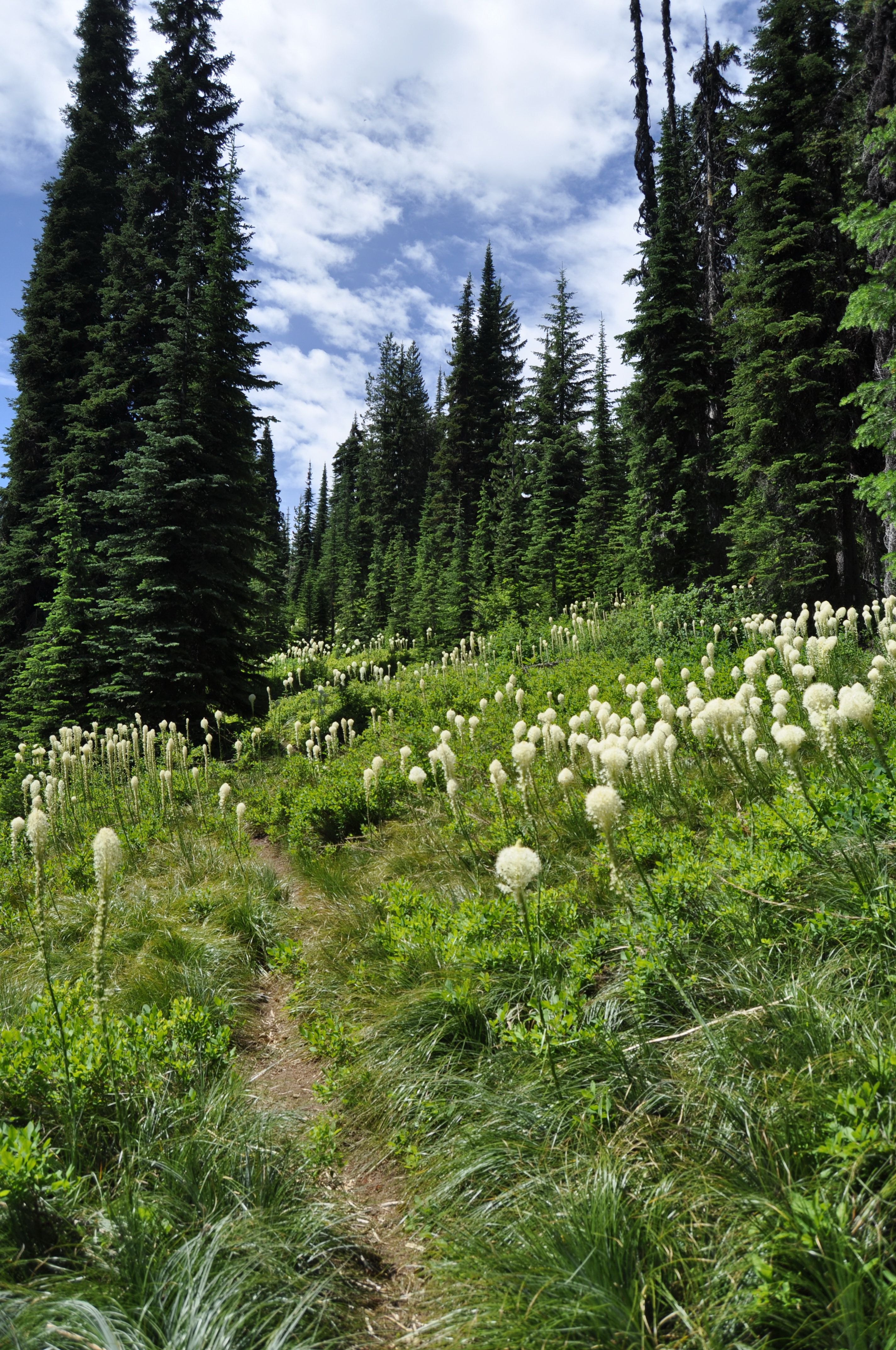 Nez-perce-nht-lolo-motorway-near-powell-idaho-july-2014-roger-peterson-usfs (16394284000)