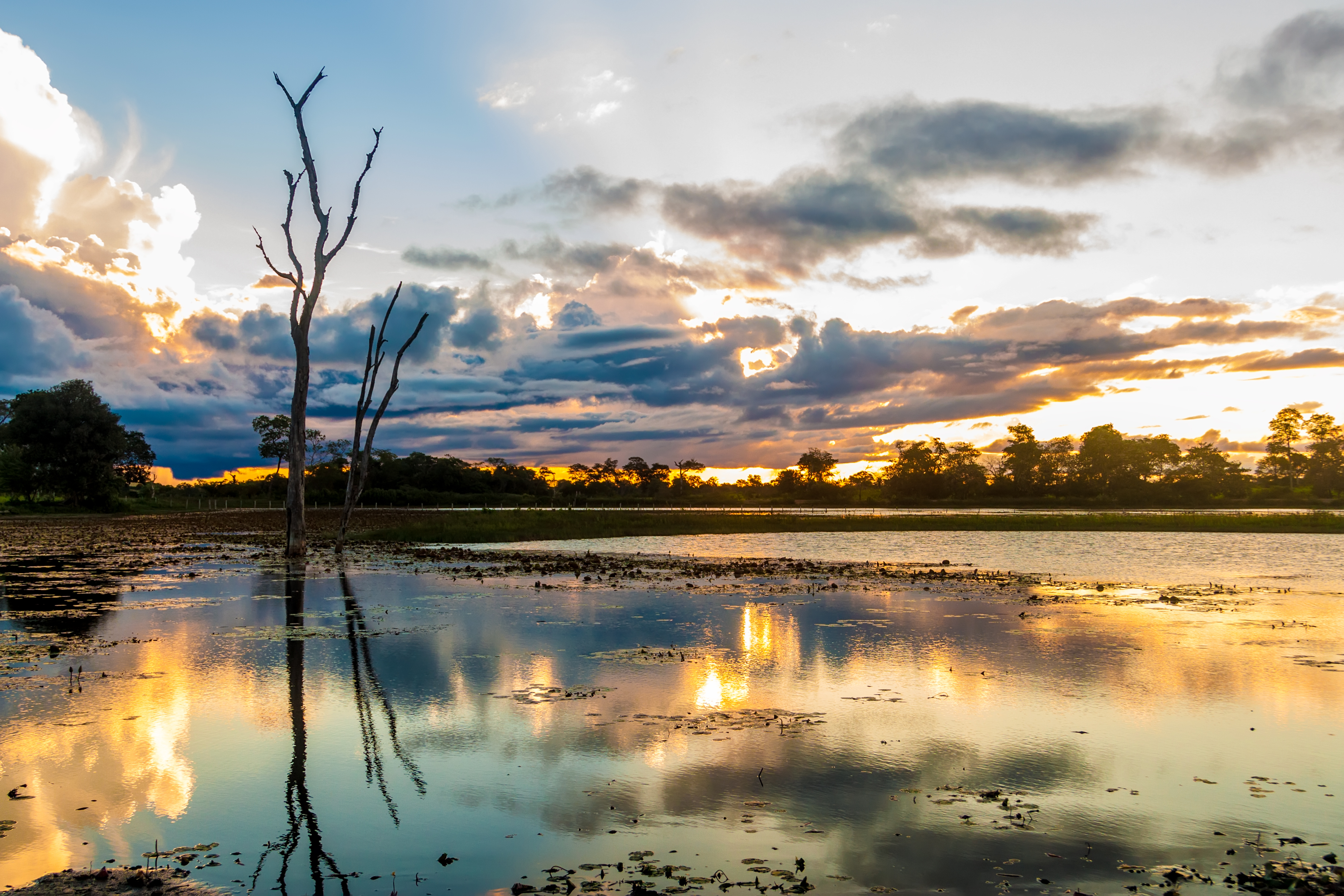 Pantanal em Mato Grosso Brasil