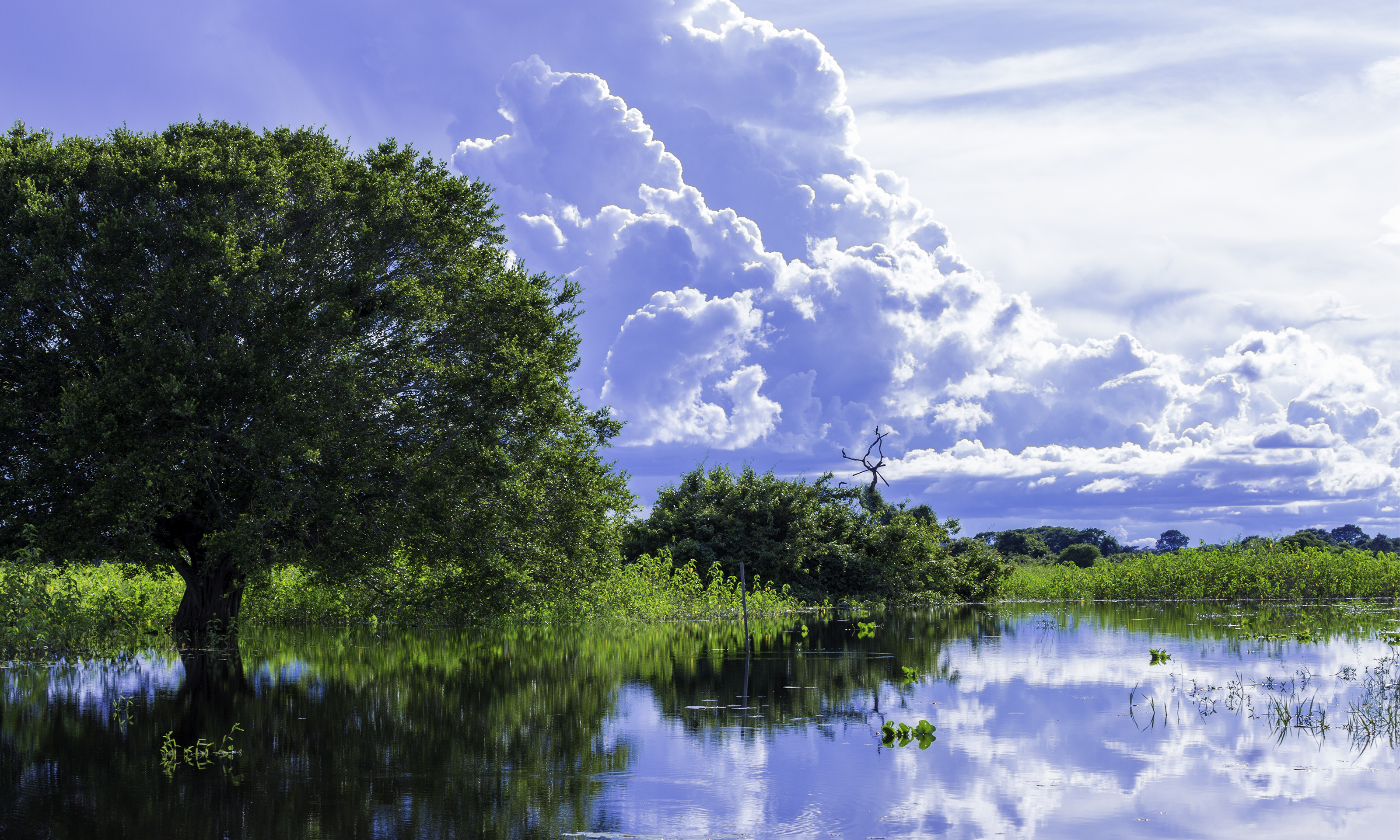 Pantanal Mato Grosso Brasil