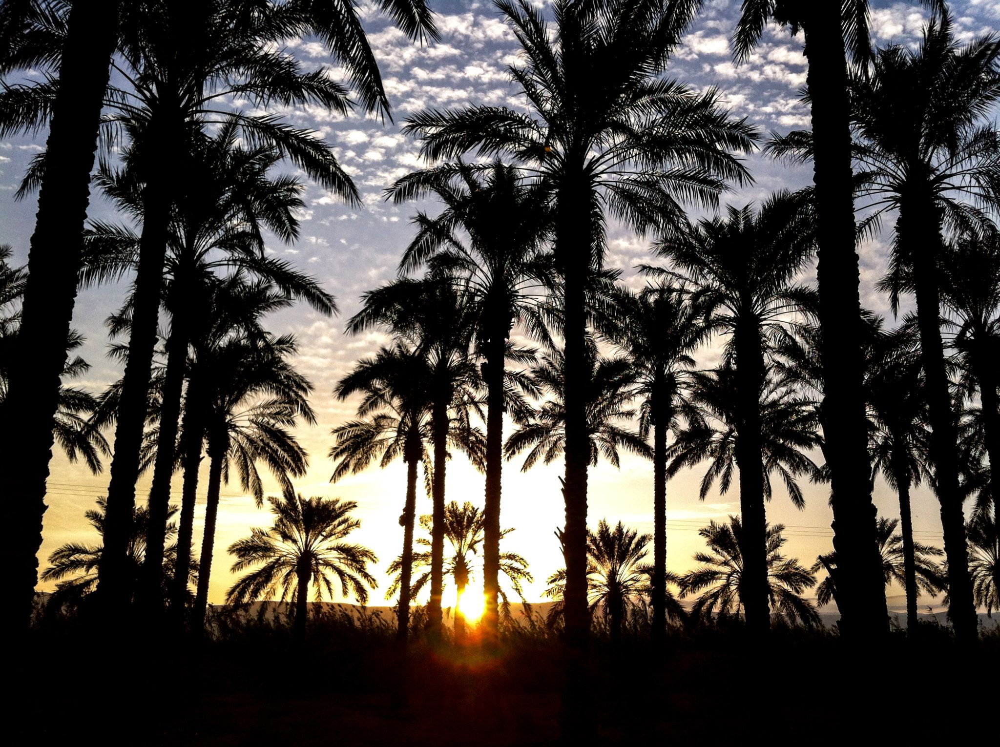 PikiWiki Israel 28804 עצי דקל בבית שאן