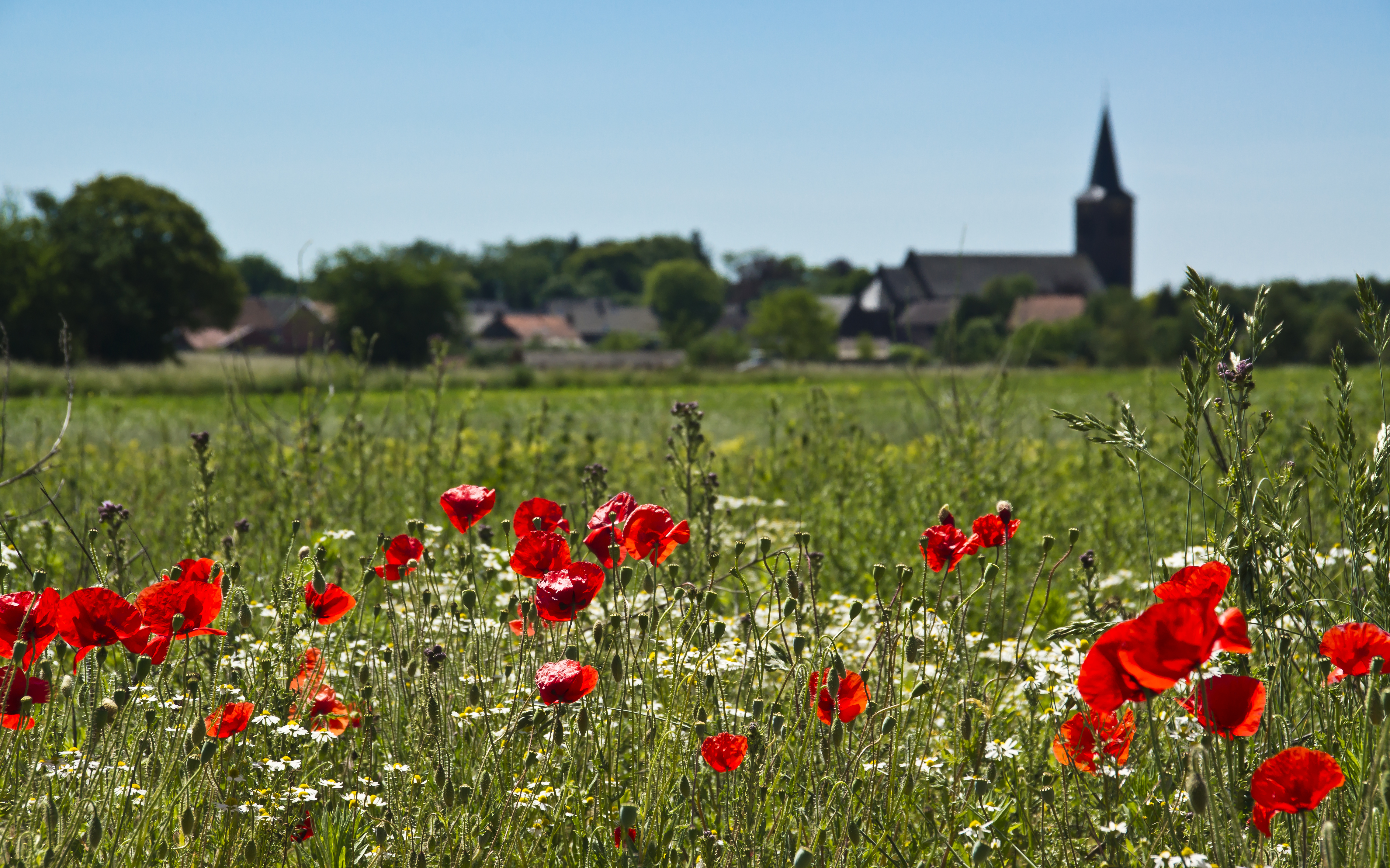 Poppy days (EXPLORE) (5790629720)