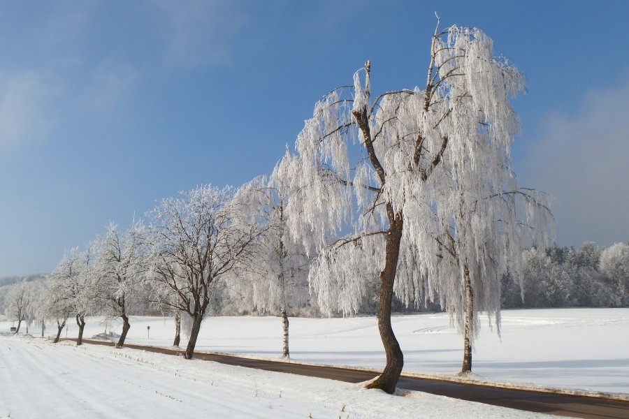 2015 Winter scene on the Swabian Alb