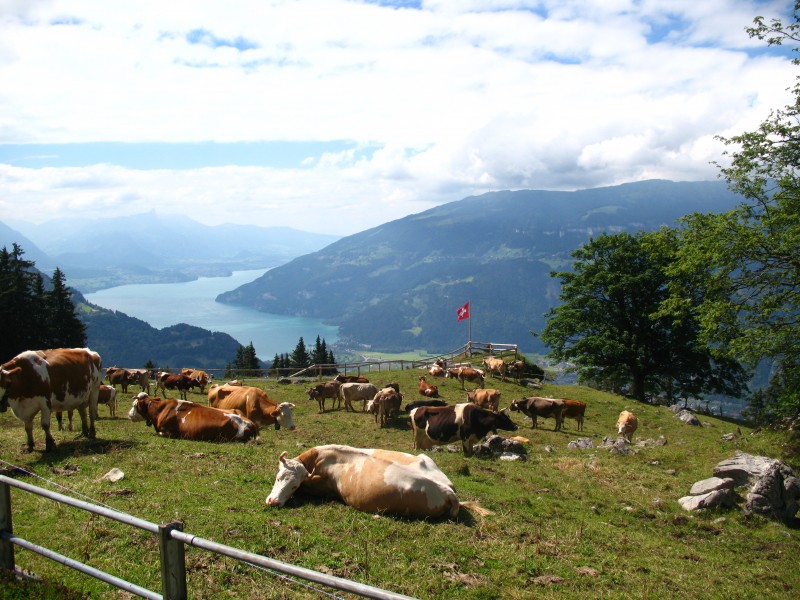 5875 - Scynige Platte - Cows over Thunersee
