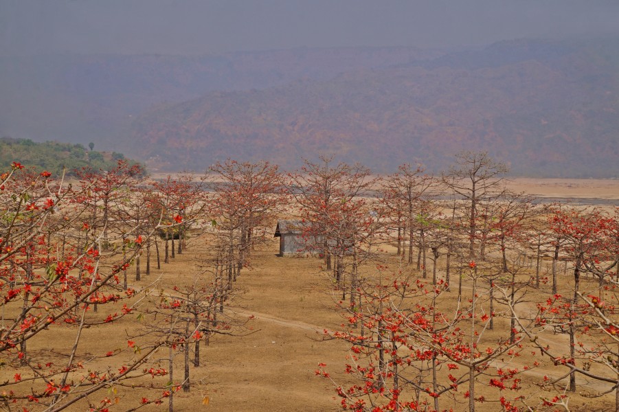 শিমুল বাগান
