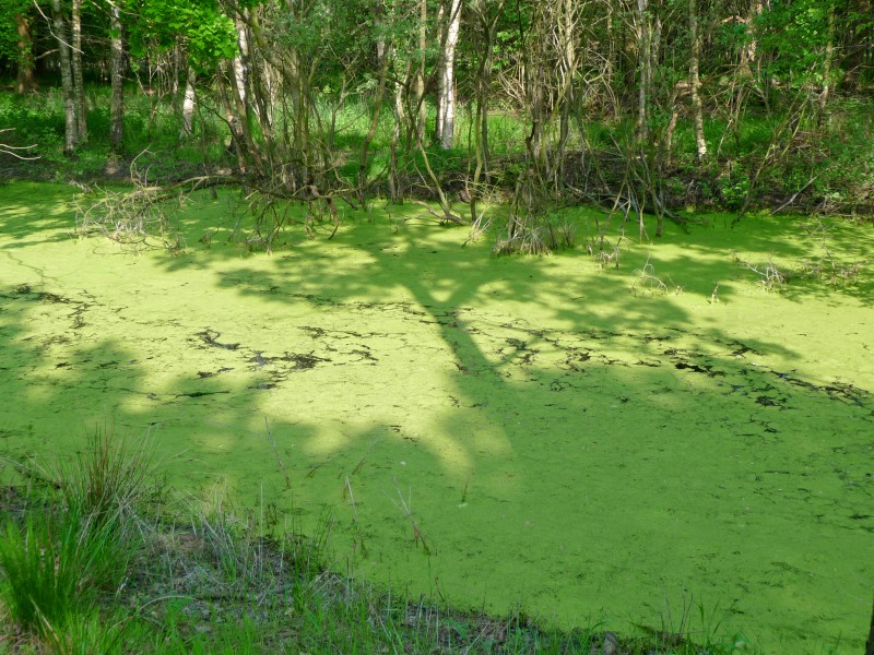 A ditch full of duckweed with birches on the wet peat borders; North-Netherlands, spring 2012