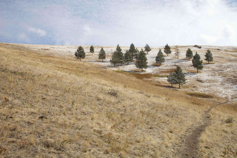 A scenic view of a trail and trees within the snow dusted landscape