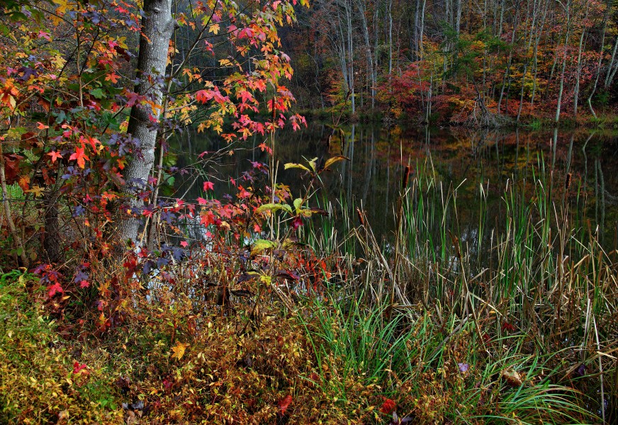 Autumn-lake-morning-foliage - Virginia - ForestWander