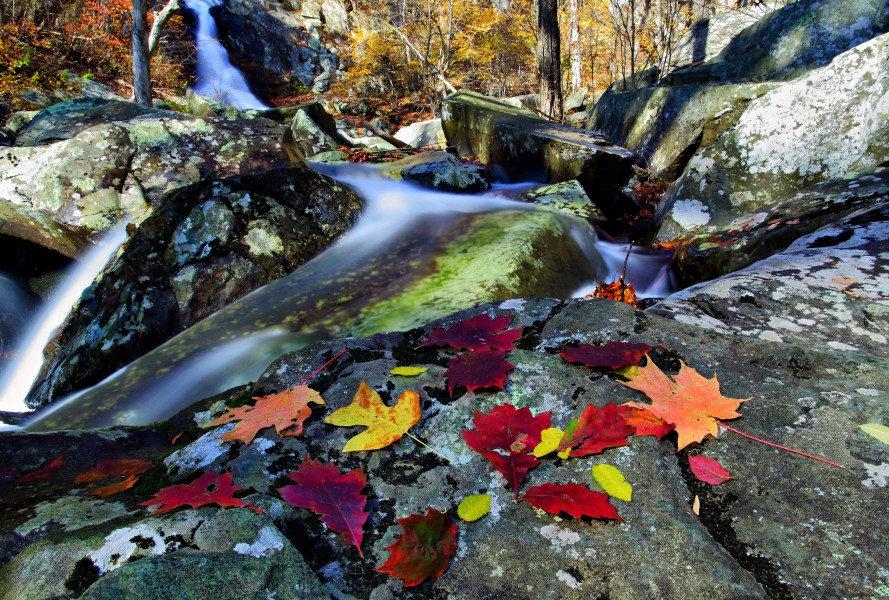Autumn-leaves-near-waterfall - Virginia - ForestWander