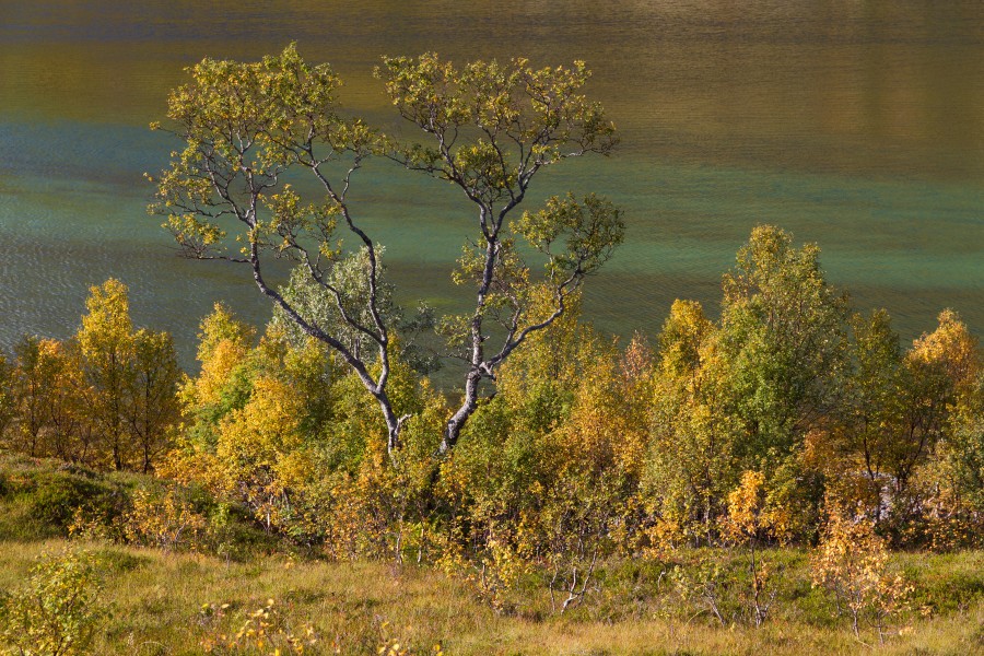 Autumnal foliage at Vesterstraumen, Husjordøya, Øksfjorden, Nordland, Norway, 2015 September - 2