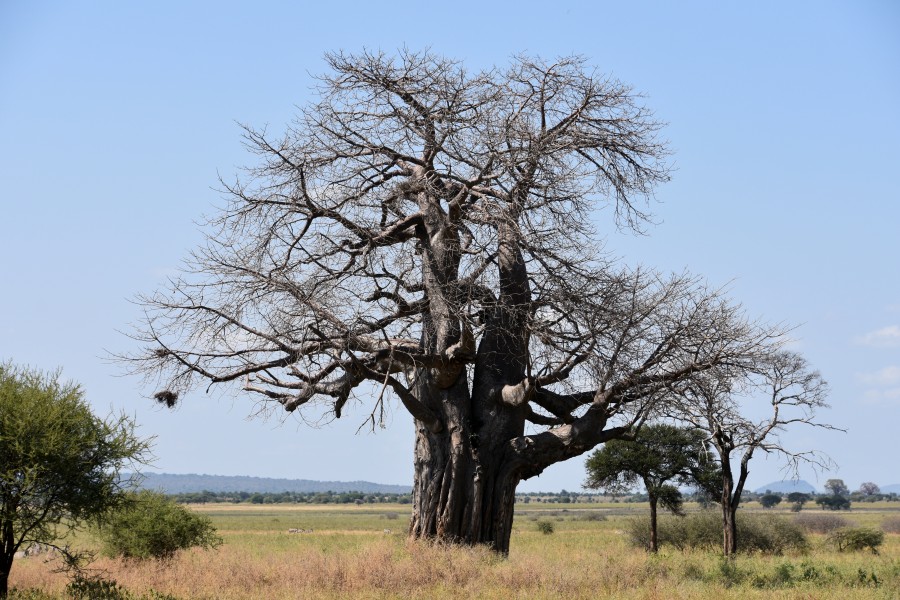 Baobab tree, Tarangire National Park (2) (28679142585)