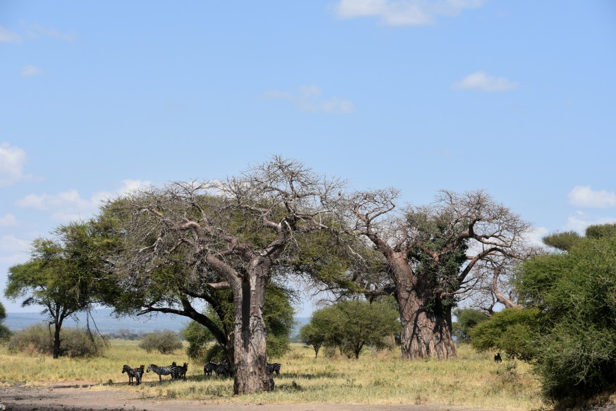 Baobab tree, Tarangire National Park (3) (28062462934)