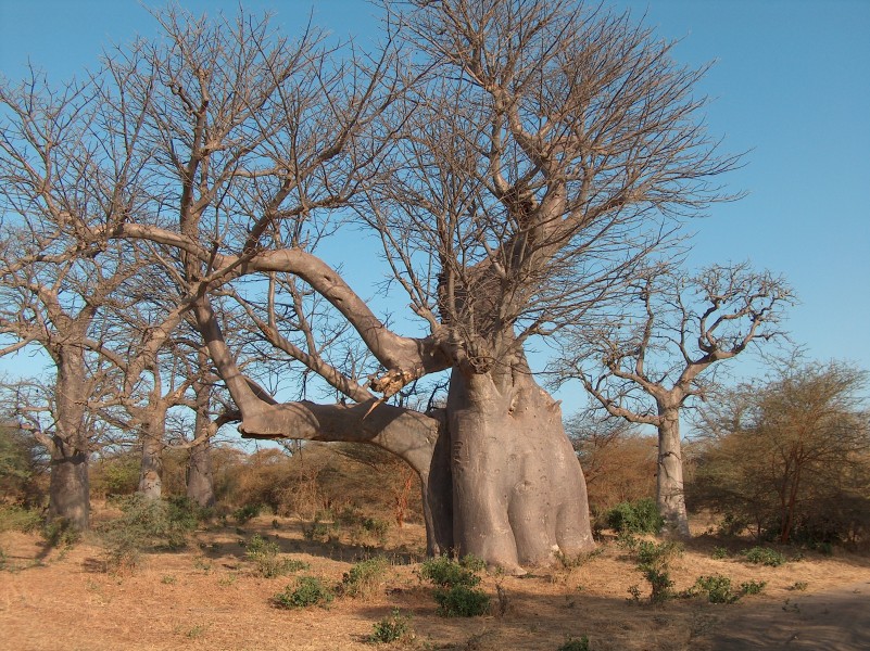 BaobabElephantBandia