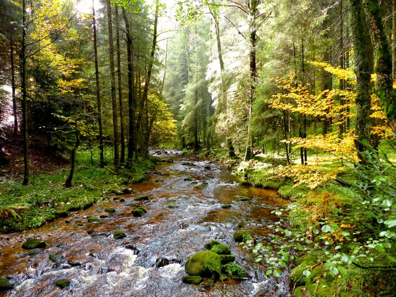Black Forest- stream (10561878795)