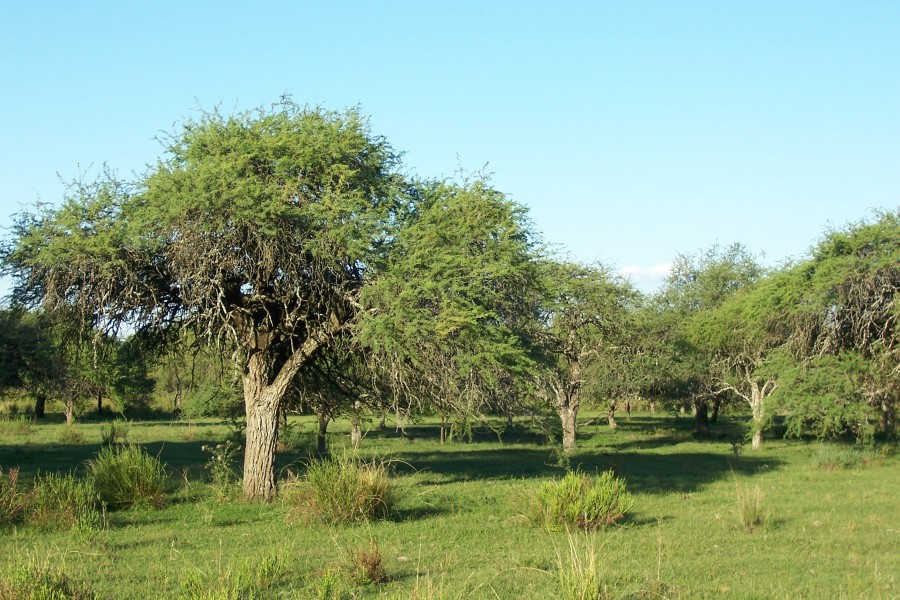 Bosque de algarrobos Uruguay