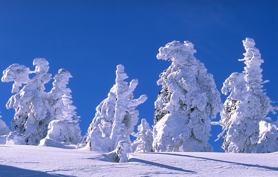 Snowed trees on mount Brocken, Harz, Germany