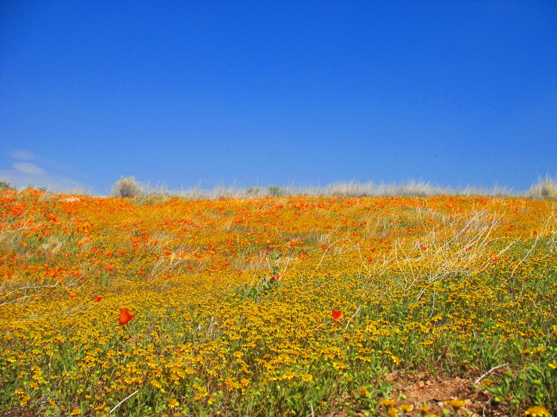 California Wild Flowers (3331846118)