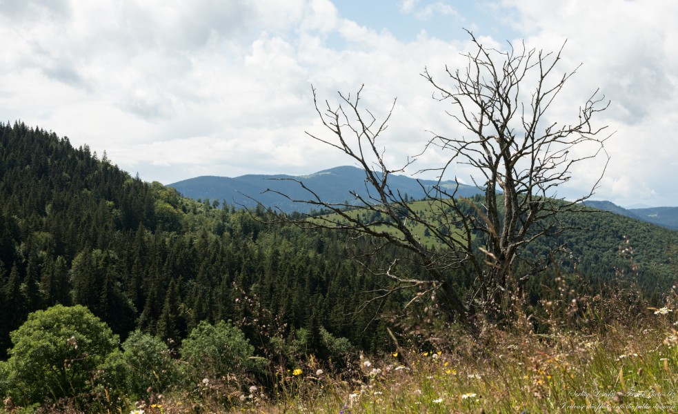 Carpathian mountains in Ukraine photographed in July 2022 by Serhiy Lvivsky, picture 4
