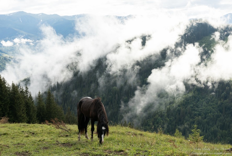 Carpathian mountains in Ukraine photographed in July 2022 by Serhiy Lvivsky, picture 29