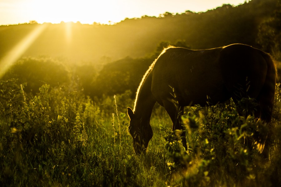 Cavalo em Paraíso - Mato Grosso do Sul