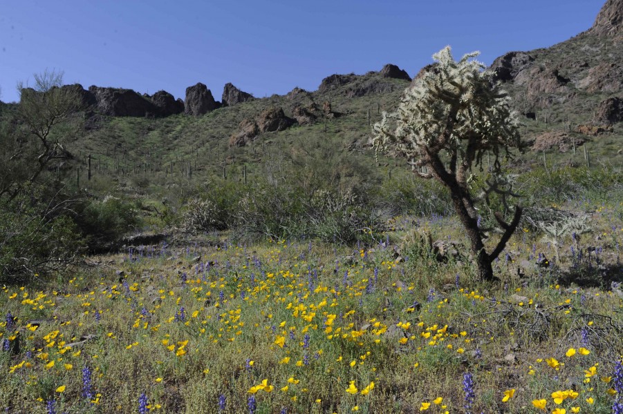 Chainfruit cholla stands among wildflowers in a desert valley