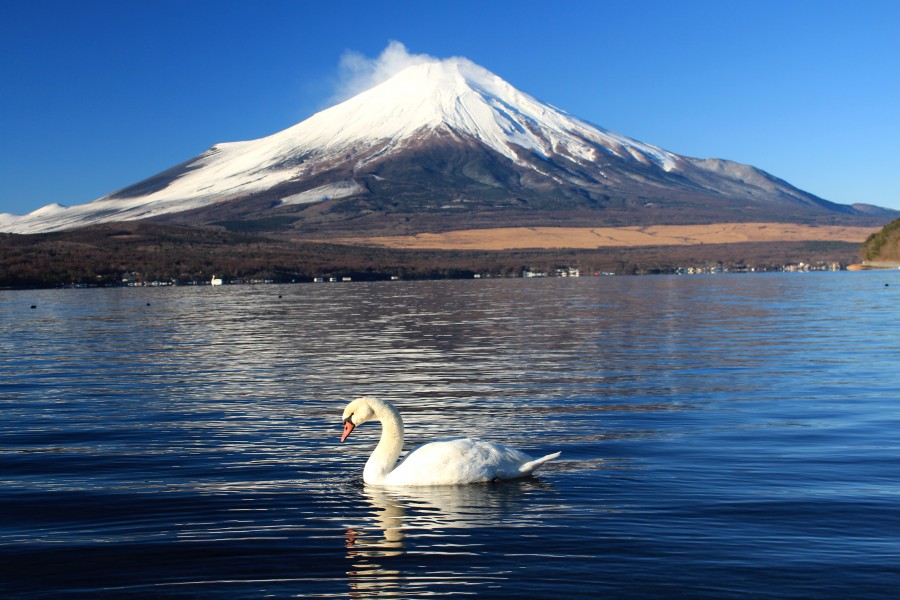 Cygnus olor and Mount Fuji