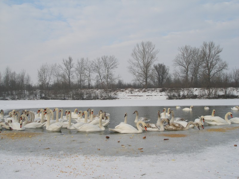 Лебеді на озері