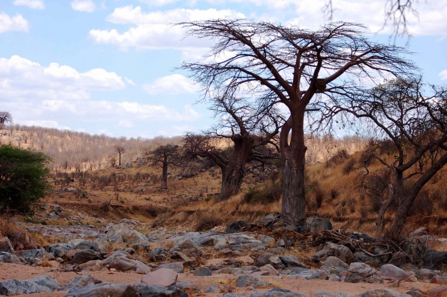 Dry Ruaha River and