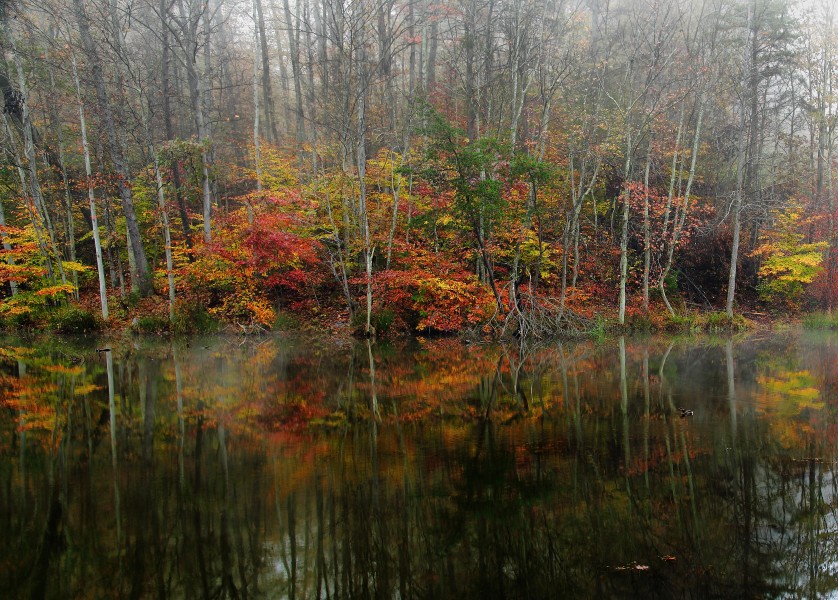 Duck-autumn-forest-morning-reflection-lake - Virginia - ForestWander