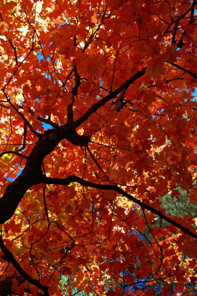 Fall colors on the top of Mogollon Rim (4015304424)