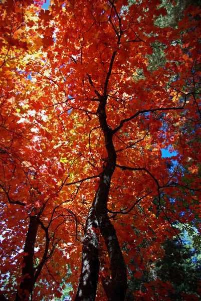 Fall colors on the top of Mogollon Rim (4015305934)