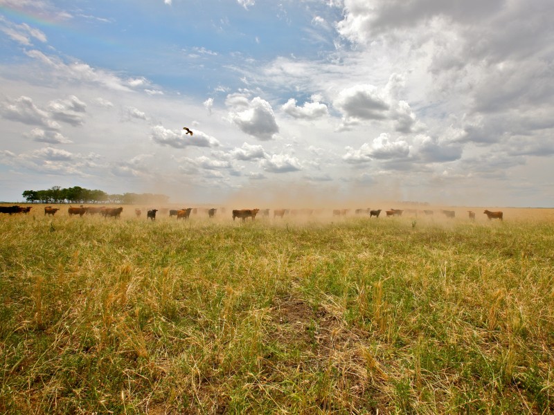 Field of Beef (5205473530)