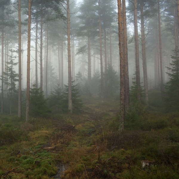 Fog in a forest, Telemark 1