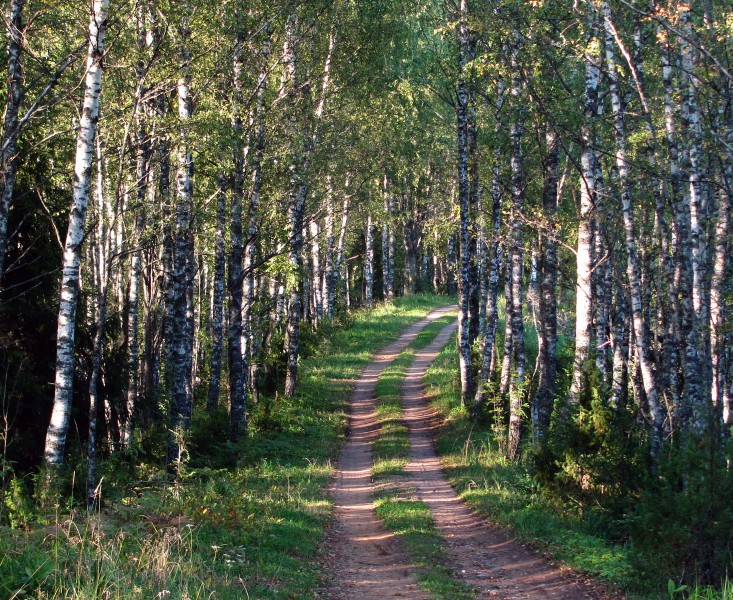 Forest trail in Põhja-Kõrvemaa, 2011-09