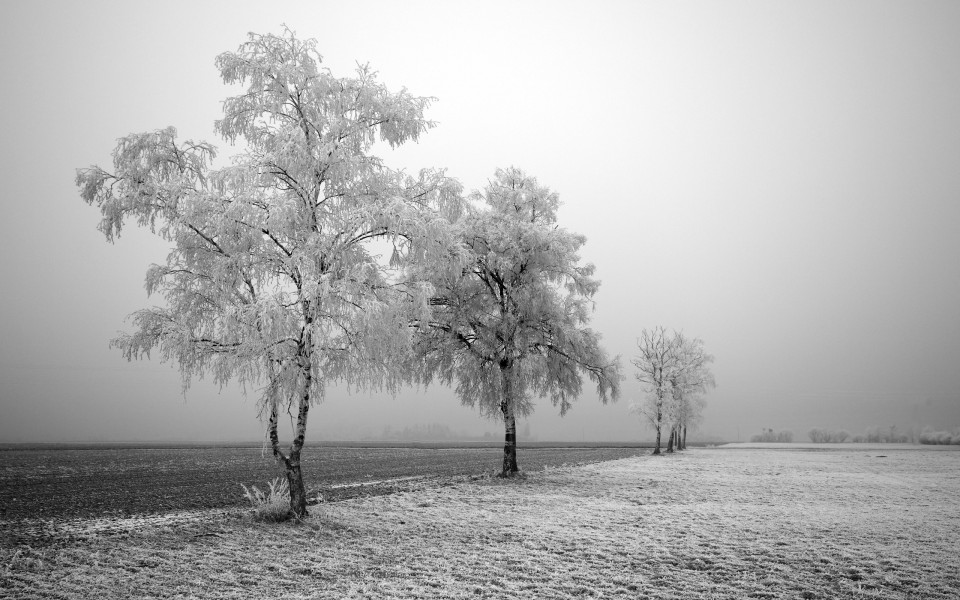 Frozen trees-2560x1600