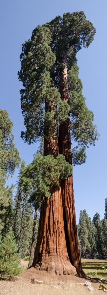 Giant sequoia in Sequoia National Park 2013