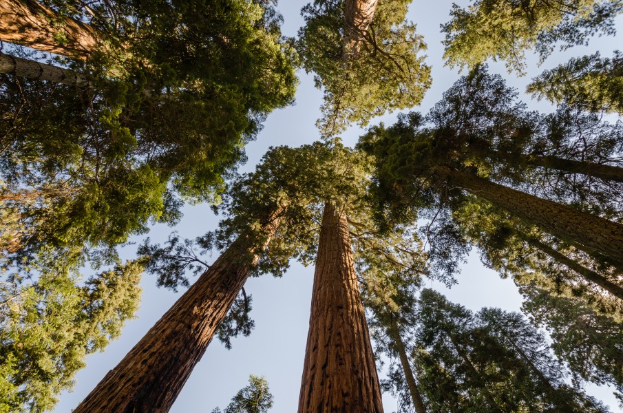 Giant sequoias in Sequoia National Park 2013