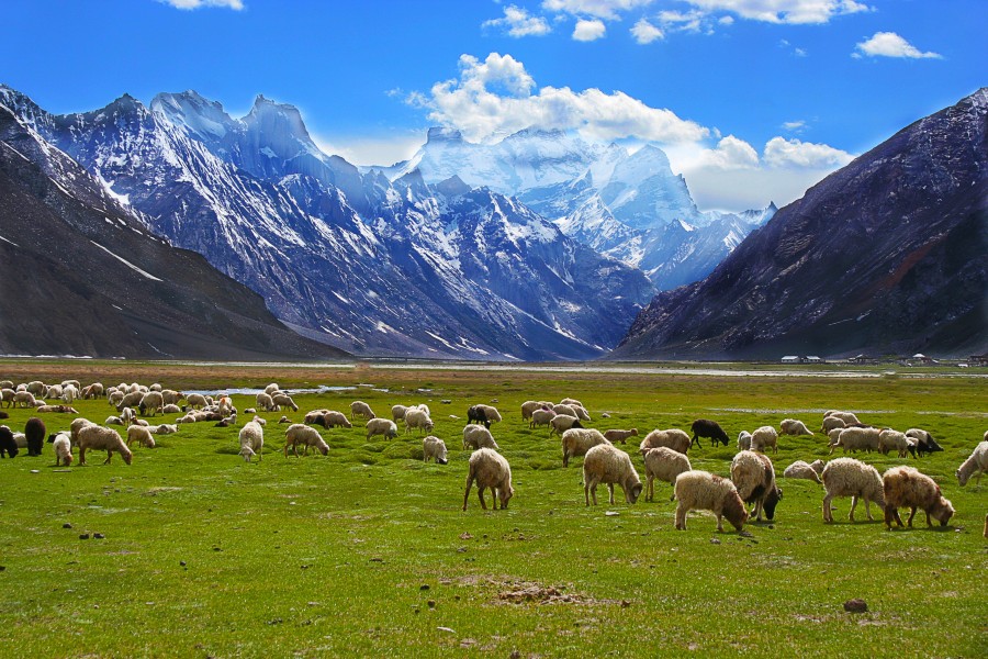 Grazing Sheep of Zanskar
