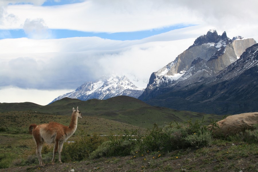 Guanacos, Parque Nacional Torres del Paine, Chile5
