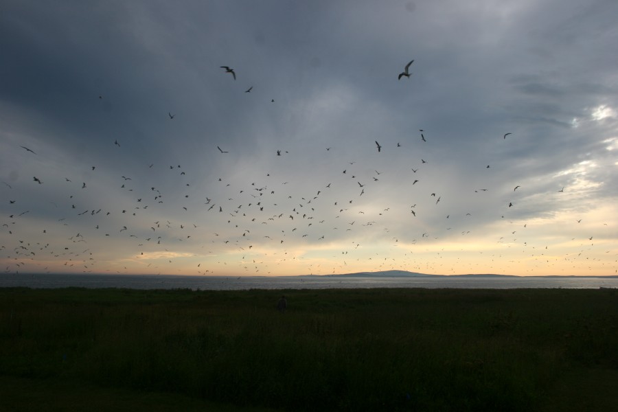 Island Birds At Sunset (4856383999)