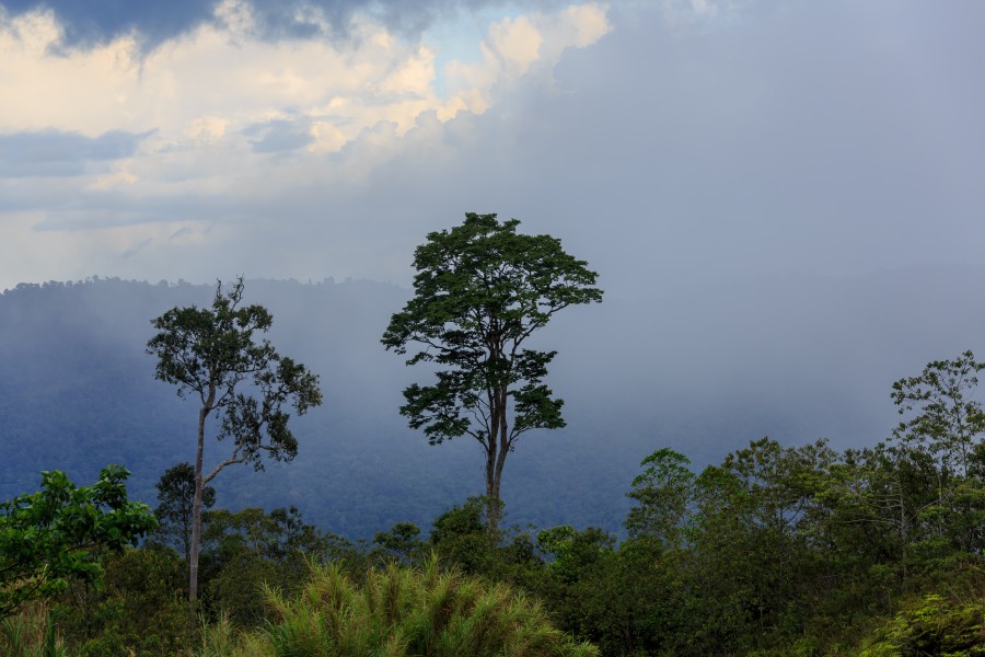 Keningau Sabah Rainforest-after-afternoon-torrential-rain-01