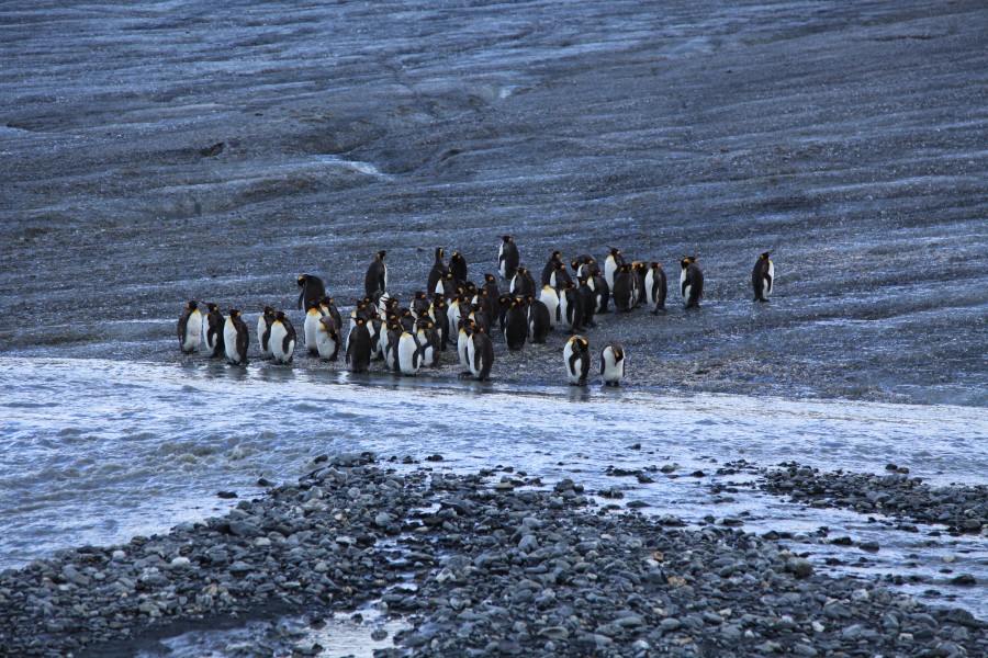King Penguins on a glacier at St. Andrews Bay, South Georgia (5817208162)