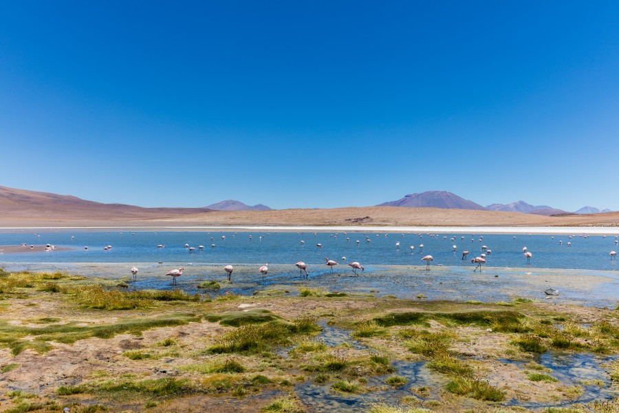 Laguna Cañapa, Bolivia, 2016-02-03, DD 77