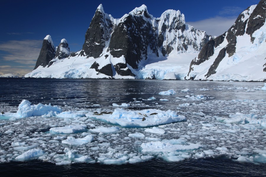 Lemaire Channel, Antarctica Unas Tits and Crabeater Seals (6062351709)