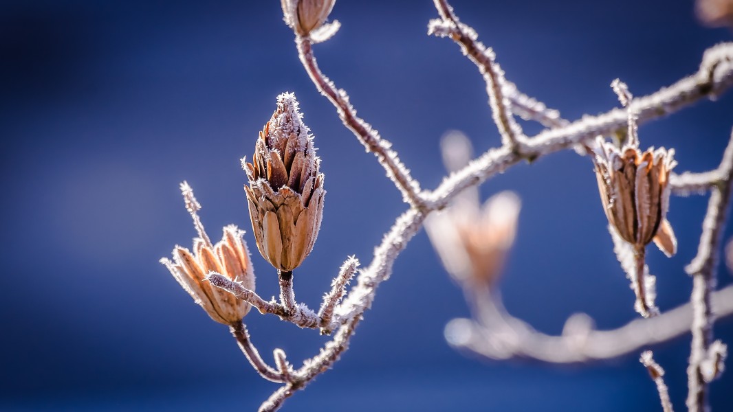 Liriodendron tulipifera (frosted fruit)